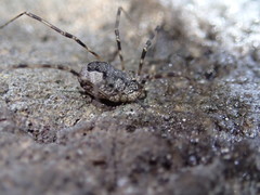 Leptobunus