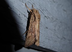 Ichneutica averilla