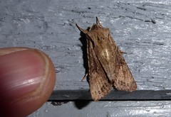 Ichneutica averilla
