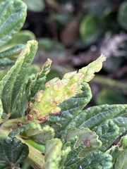 Periploca ceanothiella