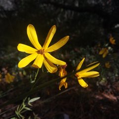 Coreopsis crawfordii