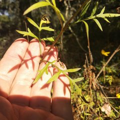 Coreopsis crawfordii