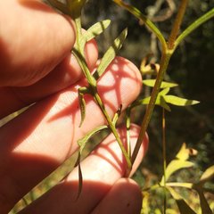 Coreopsis crawfordii
