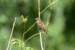 Emberiza tahapisi