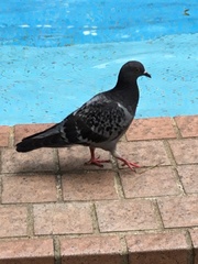 Columba livia domestica