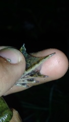 Fejervarya cancrivora