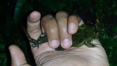Fejervarya cancrivora