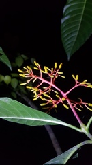 Palicourea padifolia