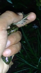 Fejervarya cancrivora