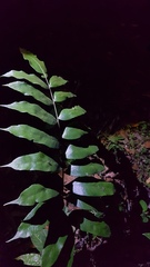 Phanerophlebia