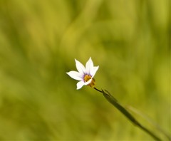 Sisyrinchium platense