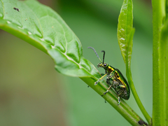 Metopoceris