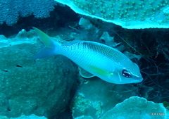 Scolopsis margaritifera