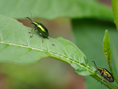 Metopoceris