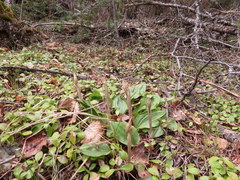 Calypso bulbosa