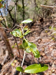 Coptosperma mitochondrioides