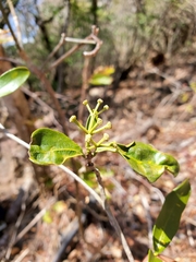 Coptosperma mitochondrioides