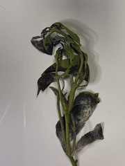 Microgramma mortoniana