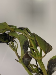 Microgramma mortoniana