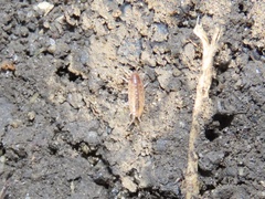 Chaetophiloscia sicula