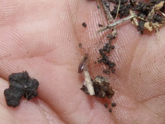 Chaetophiloscia sicula