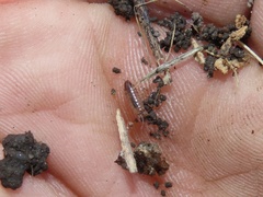 Chaetophiloscia sicula