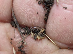 Chaetophiloscia sicula