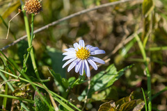 Aster microcephalus