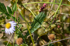 Aster microcephalus