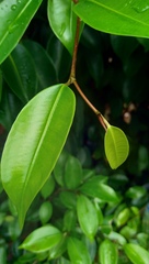 Ficus kurzii