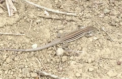 Medopheos edracanthus