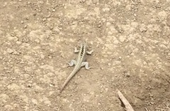 Medopheos edracanthus