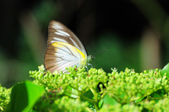 Appias lyncida eleonora