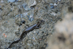 Emoia atrocostata
