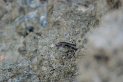 Emoia atrocostata