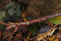 Coeliccia flavicauda