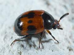 Diaperis nigronotata