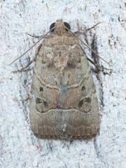 Elaphria fuscimacula