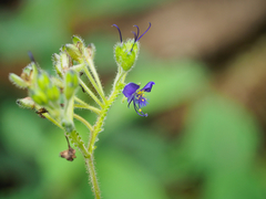 Tinantia erecta