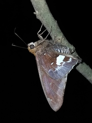 Epargyreus cruza