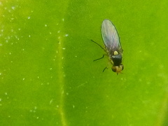 Liriomyza chenopodii