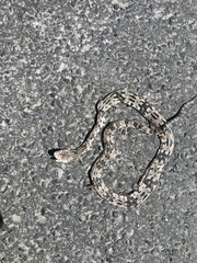 Trimorphodon biscutatus