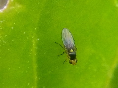 Liriomyza chenopodii