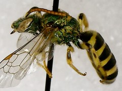 Agapostemon virescens