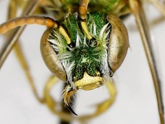 Agapostemon virescens