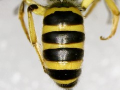 Agapostemon virescens