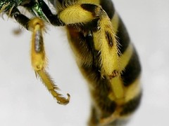 Agapostemon virescens