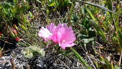 Sidalcea malviflora malviflora