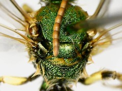 Agapostemon virescens