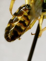 Agapostemon virescens